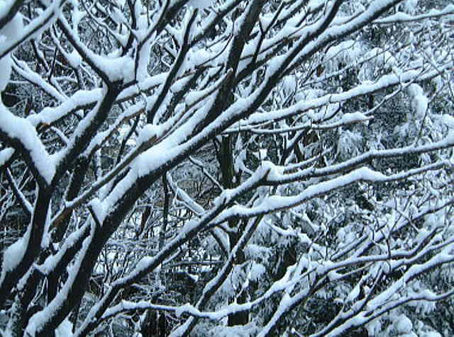 枝にも雪が