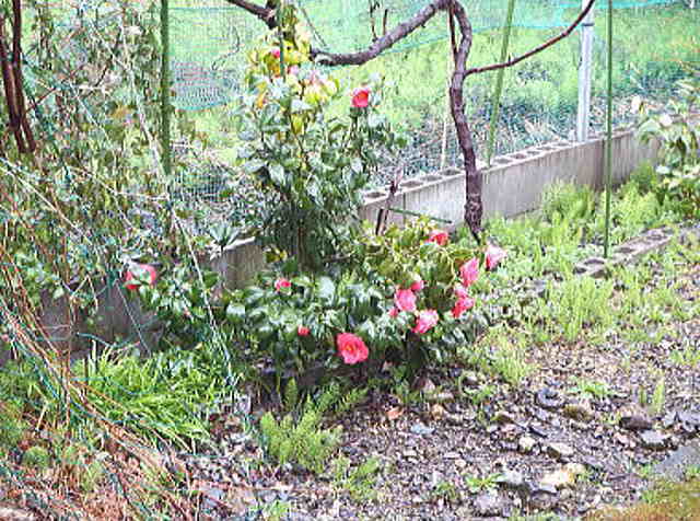 工房の裏庭に椿の花