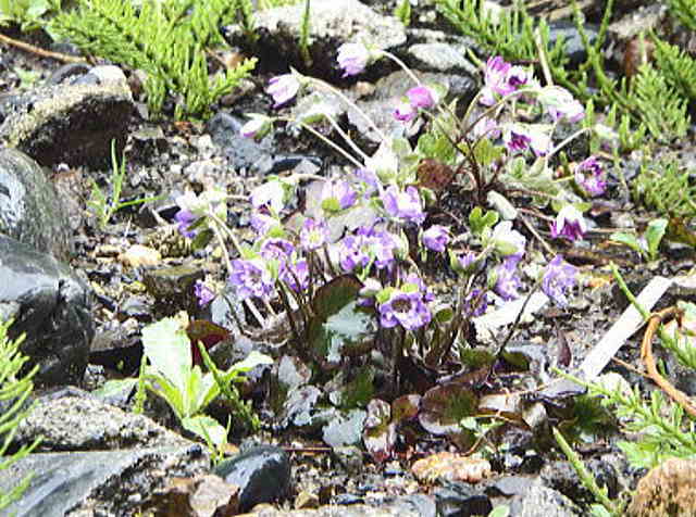 去年の紫の雪割草
