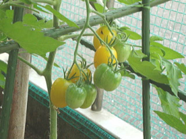 黄色のミニトマト