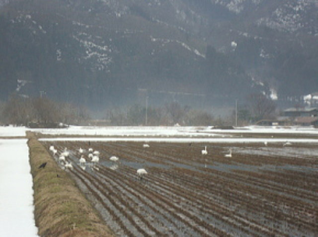 白鳥の集団