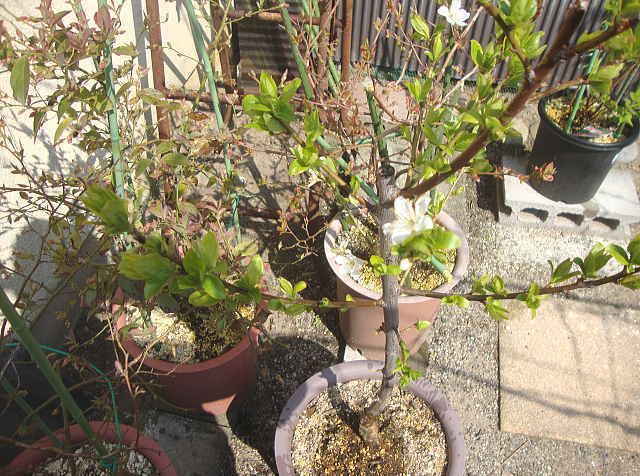 ブルーベリーの鉢植え